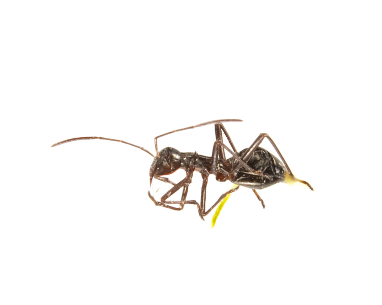 Alydus4062