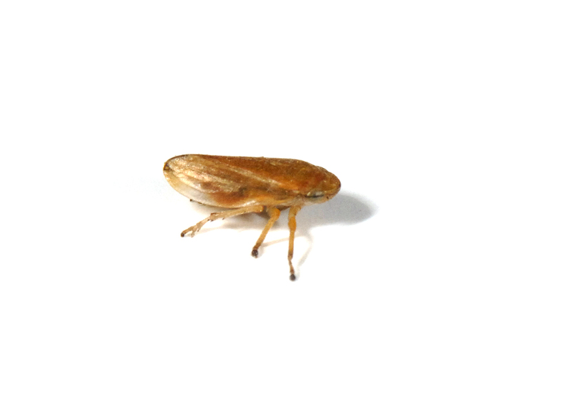 Cicadellidae