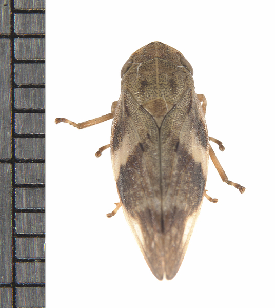 Cicadellidae7405