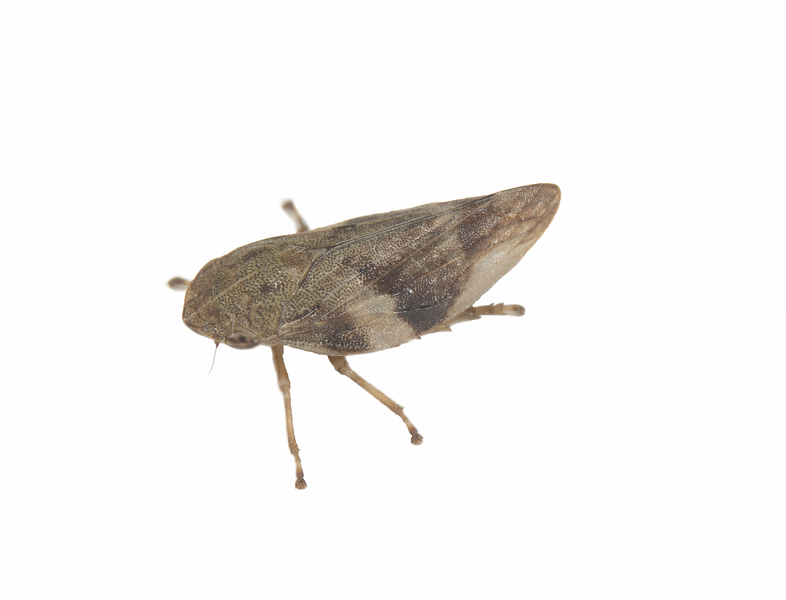 Cicadellidae7409