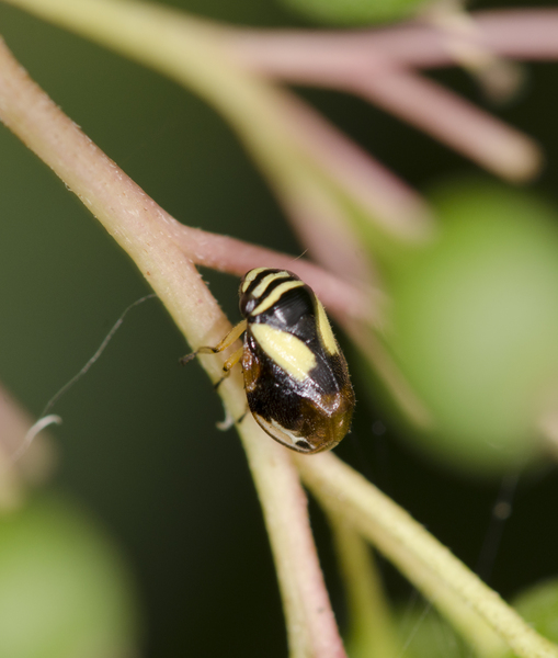 Clastoptera3415