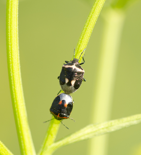 Cosmopepla9518
