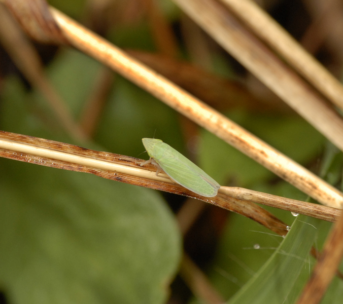 Draeculacephala_zeae0039