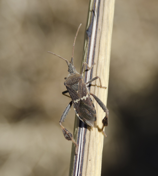 Leptoglossus0818