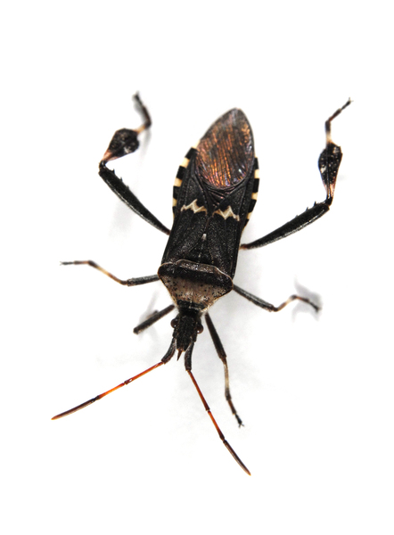 Leptoglossus_clypealis0045