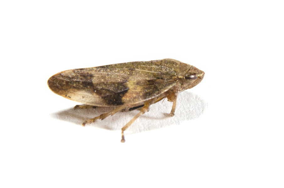 Lepyronia7231