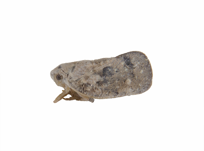 Metacalfa7726