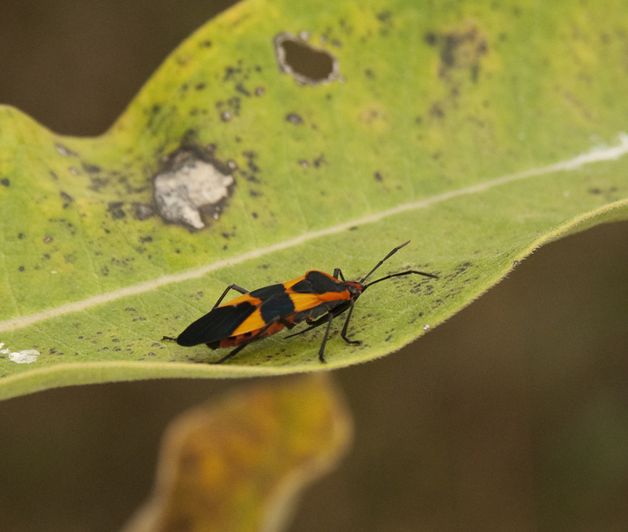 Oncopeltis4035