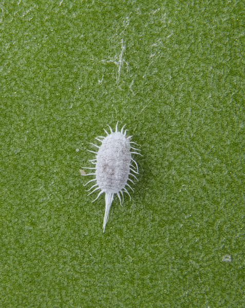 Pseudococcus8397