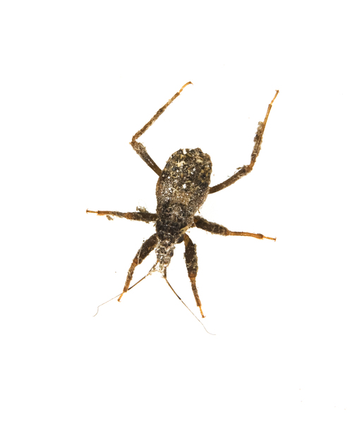 Reduvius9320