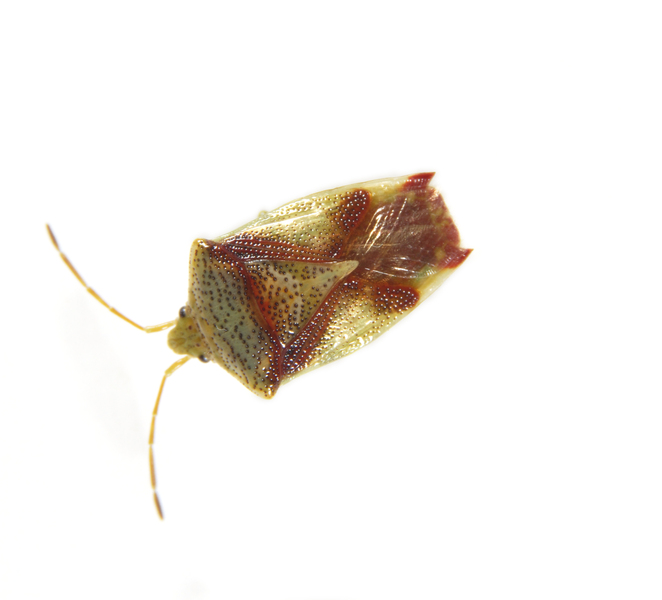 acanthostomatid0024