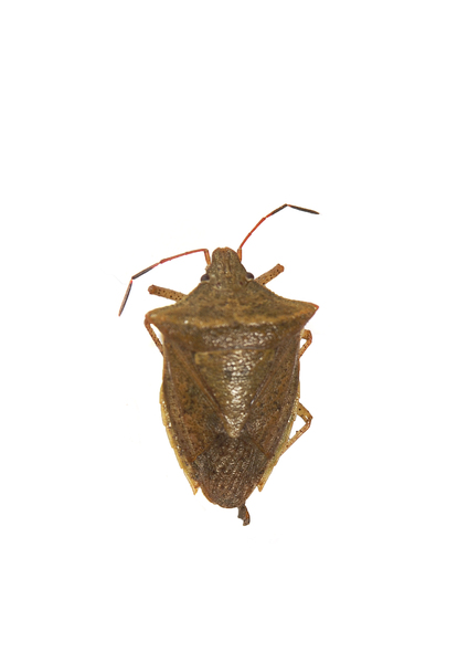 bug0016