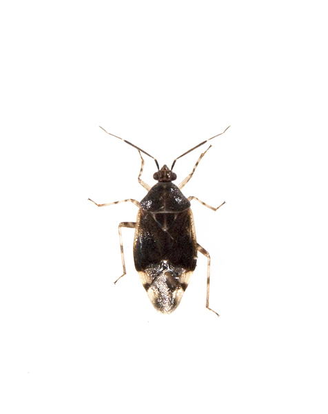 bug2075