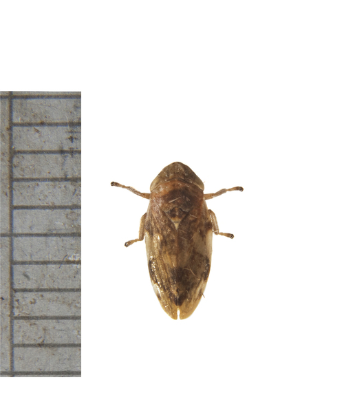 bug3008
