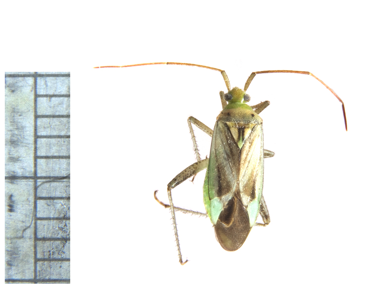 bug3019