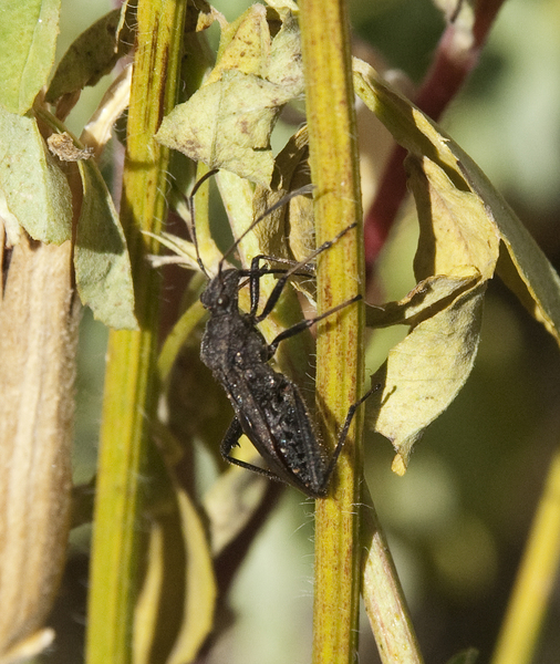 bug4466