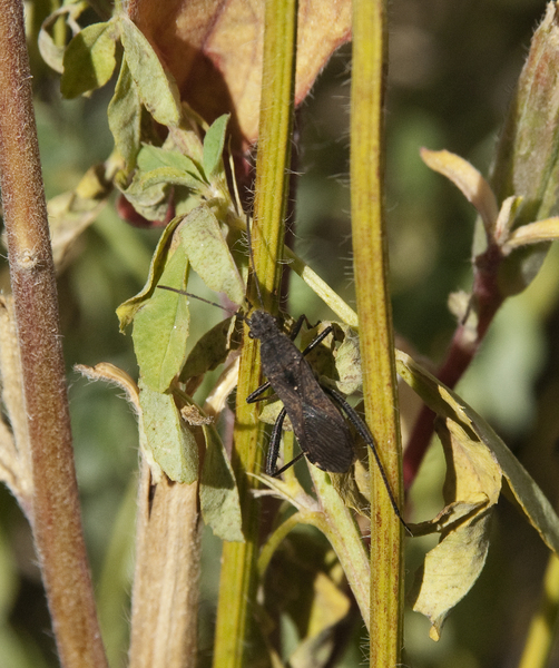 bug4467