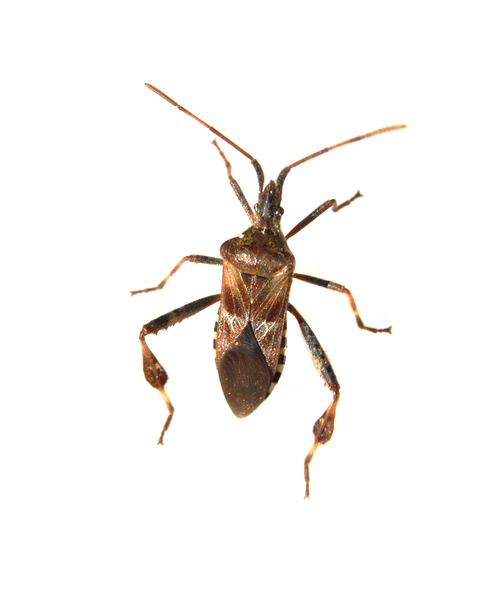 bug5526