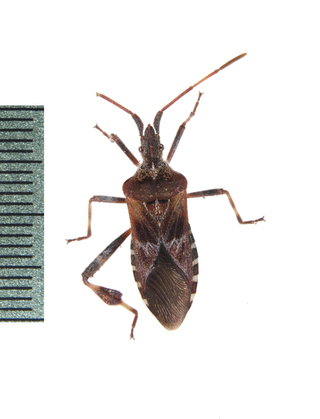 coreid4154