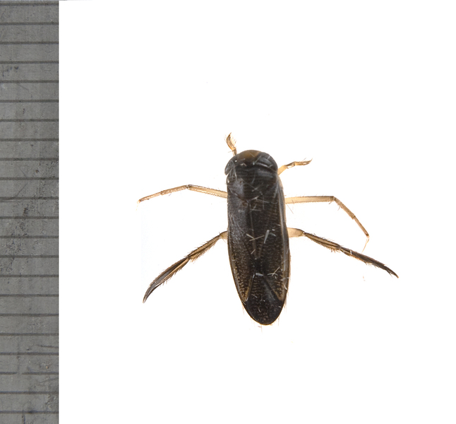 corixidae2850