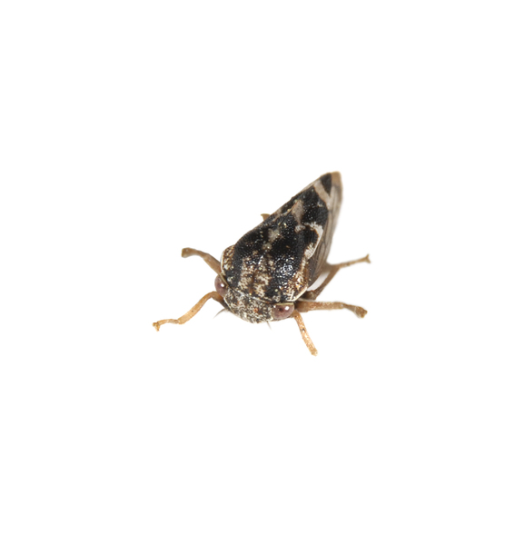 leafhopper0007