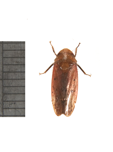 leafhopper2851