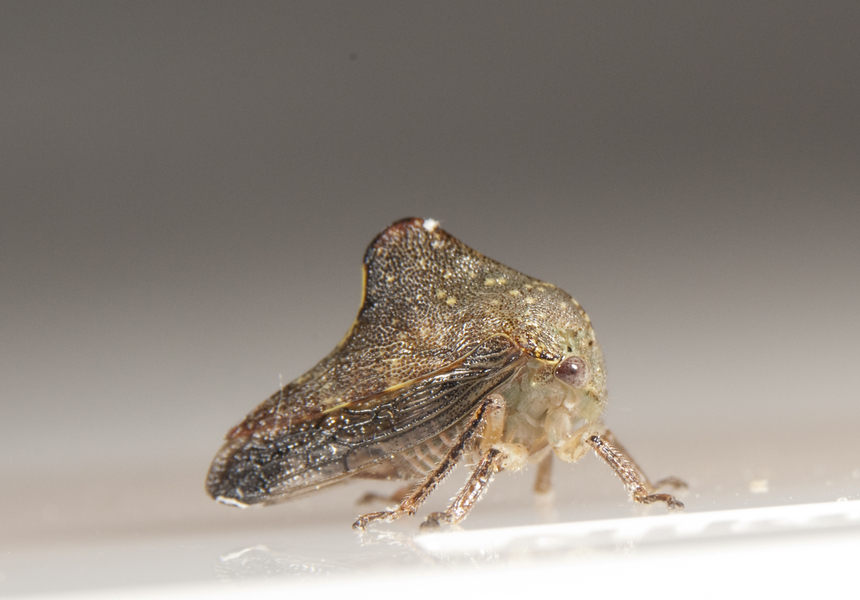 membracid8681