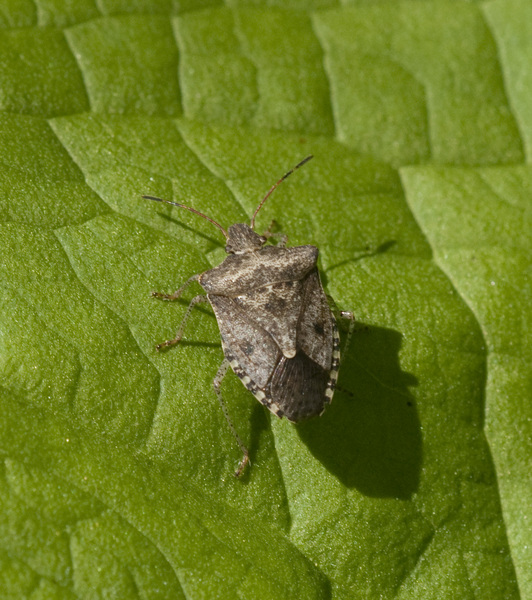 pentatomid7208