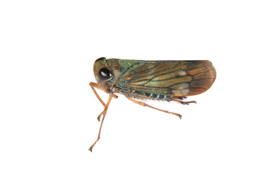 planthopper3151