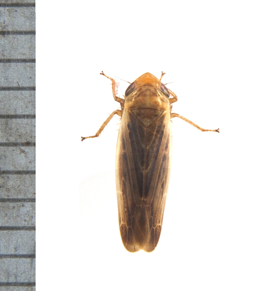 spitbug3015