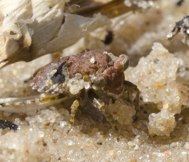 toadhopper4498