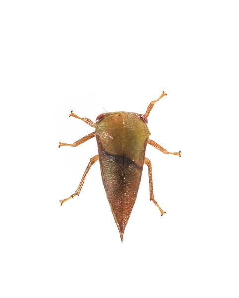 treehopper2928