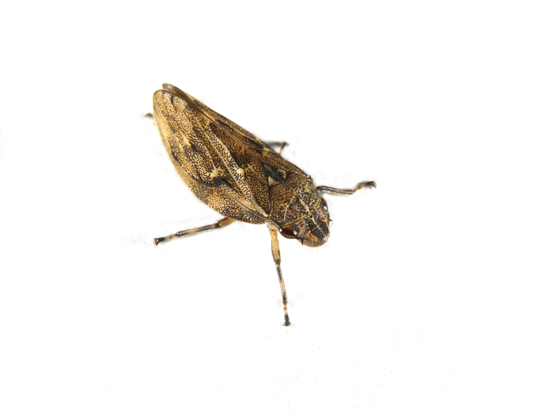 Aphrophora0044