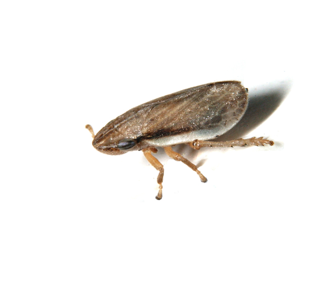 Cercopidae5546