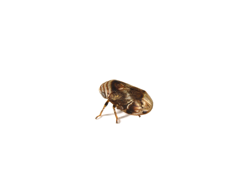 Clastoptera_obtusa0048