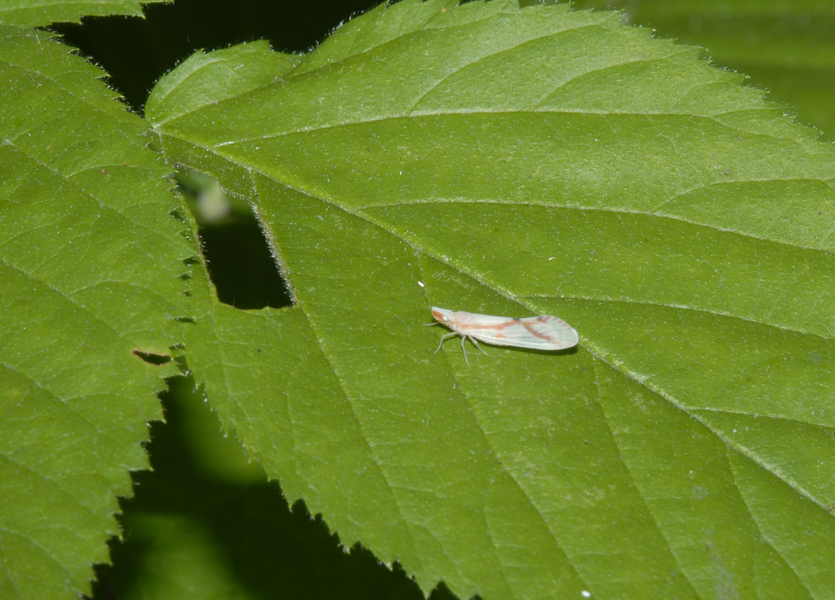 Derbidae0051