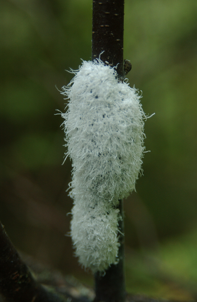 alder_aphids6326