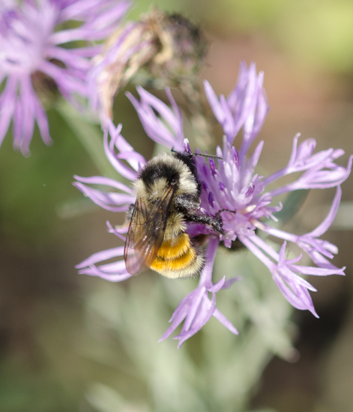 Bombus3904