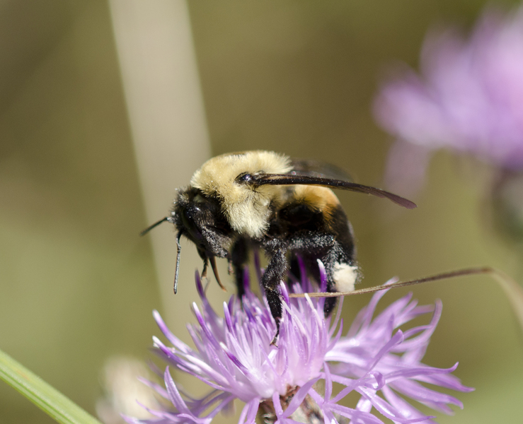 Bombus3949