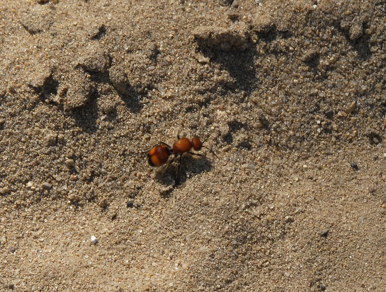 Dasymutilla0036