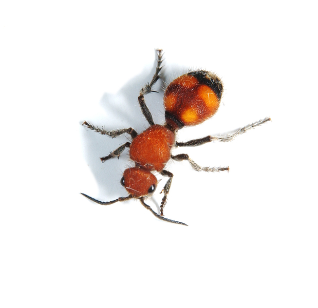 Pseudomethoca5512