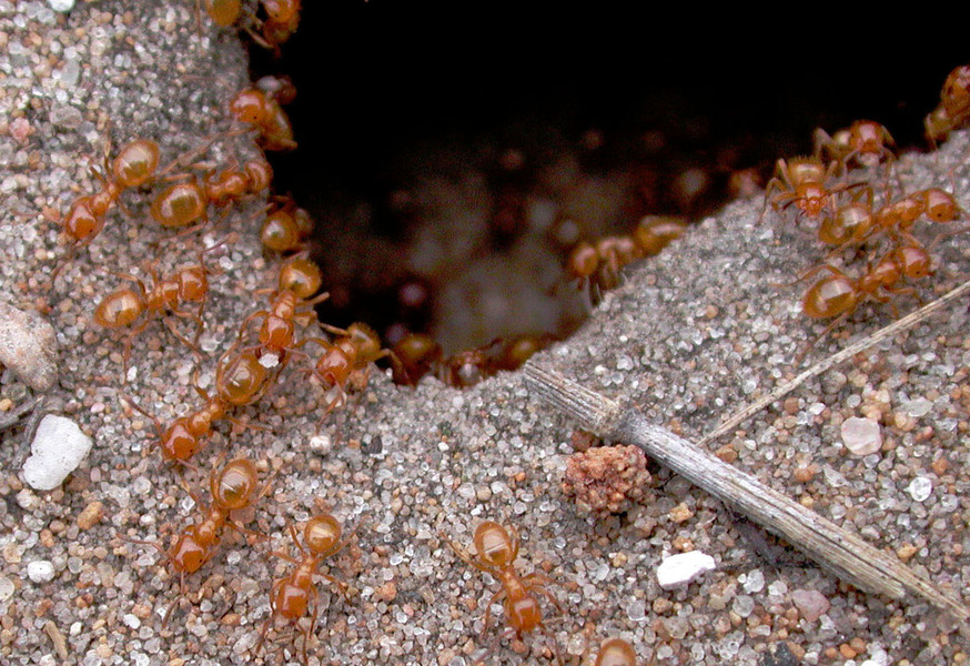 ant