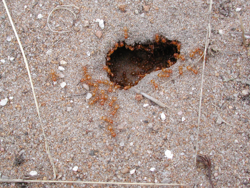 ant2
