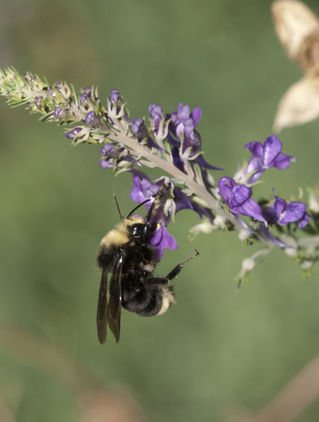 bumblebee9375