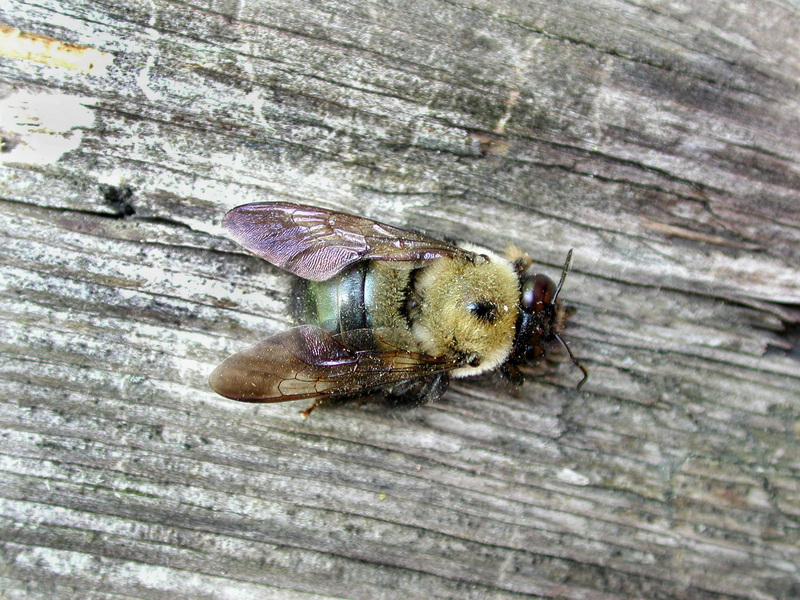 carpenterbee1