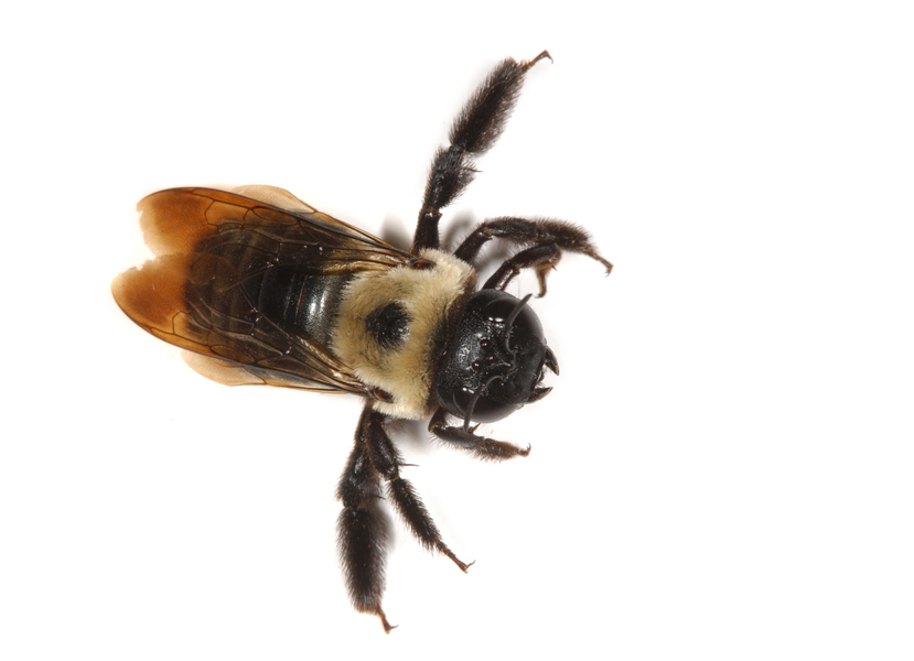 carpenterbee3201