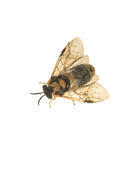 diprionidae8197