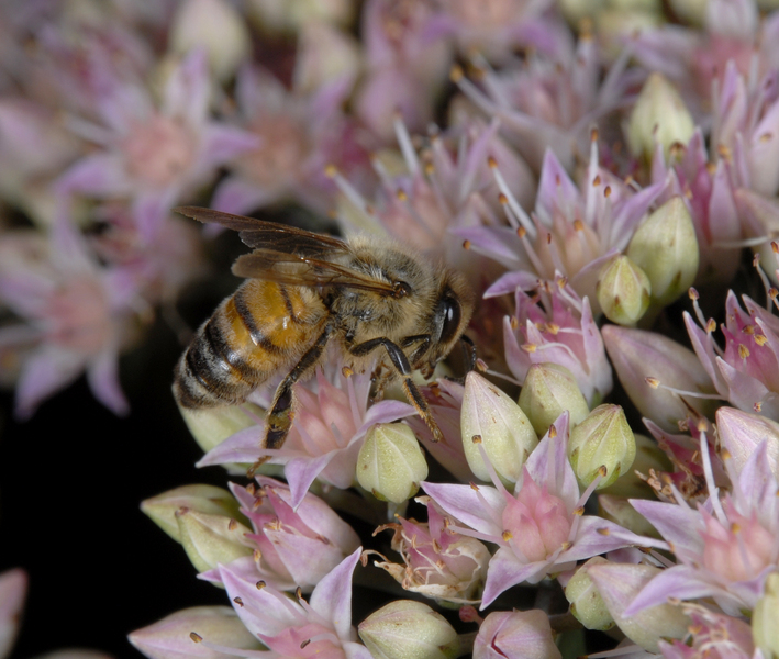 honeybee0007