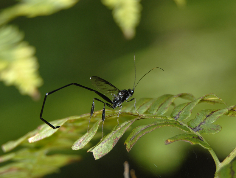 pelecinus_posturator0038