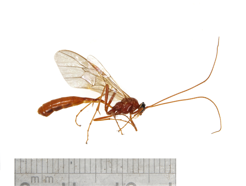 wasp2552